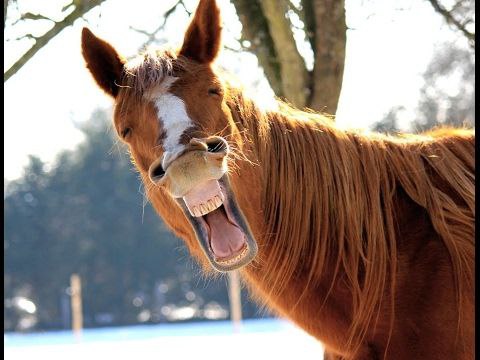 毁灭者 驱逐舰 v1.05-摸鱼茶话会